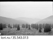 Зимняя природа с редко растущими хвойными деревьями и избушками вдалеке, туман над холмами и елями растущими в заповеднике, Чехословакия, 1960-е годы. Стоковое фото, фотограф Варфоломей Тетерин / Фотобанк Лори