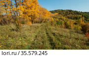 Горный Алтай осенью. Осенний лес в окрестностях Горно-Алтайска. Altai mountains. Autumn forest in the vicinity of Gorno-Altaisk. Стоковое фото, фотограф Евгений Романов / Фотобанк Лори