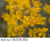 Flora of Gran Canaria - bright yellow flowers of Teline microphylla, broom species endemic to the island, natural macro floral background. Стоковое фото, фотограф Tamara Kulikova / Фотобанк Лори