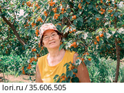 beautiful mature woman stands under an apricot tree on a summer day. Стоковое фото, фотограф Акиньшин Владимир / Фотобанк Лори