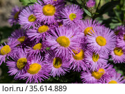 Flowering shrubby pink aster close-up. Стоковое фото, фотограф Наталья Волкова / Фотобанк Лори