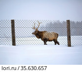 Взрослый самец марала (благородный олень) зимой на Урале.Свердловская область, Россия. Стоковое фото, фотограф Bala-Kate / Фотобанк Лори