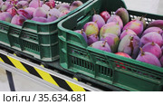Fresh tropical fruit mango in crates after packaging, warehouse at mango factory. Стоковое видео, видеограф Яков Филимонов / Фотобанк Лори