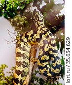 Ковровый питон. Carpet python. Стоковое фото, фотограф Галина Савина / Фотобанк Лори