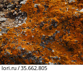 Bright yellow orange Caloplaca marina aka Orange Sea Lichen on rock, recent rains revived the vegetative body, natural macro background. Стоковое фото, фотограф Tamara Kulikova / Фотобанк Лори