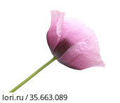 Flora of Gran Canaria - pink Papaver somniferum poppy isolated on white. Стоковое фото, фотограф Tamara Kulikova / Фотобанк Лори