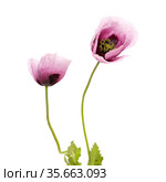 Flora of Gran Canaria - pink Papaver somniferum poppy isolated on white. Стоковое фото, фотограф Tamara Kulikova / Фотобанк Лори