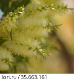 Flowering Melaleuca pallida, lemon bottlebrush, natural macro floral background. Стоковое фото, фотограф Tamara Kulikova / Фотобанк Лори