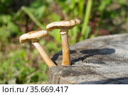 Грибы опята (лат. Armillaria mellea) на старом пне крупным планом. Стоковое фото, фотограф Елена Коромыслова / Фотобанк Лори