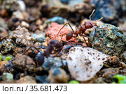 Leaf cutter ant. Стоковое фото, фотограф Julio Rivalta / Фотобанк Лори