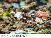 Leaf cutter ant. Стоковое фото, фотограф Julio Rivalta / Фотобанк Лори