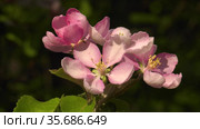 Южный Урал. Цветущая яблоня Недзвецкого. Southern Urals. Blooming apple tree Nedzvetskogo (Malus niedzwetzkyana). Стоковое видео, видеограф Евгений Романов / Фотобанк Лори