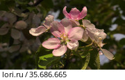 Южный Урал. Цветущая яблоня Недзвецкого. Southern Urals. Blooming apple tree Nedzvetskogo (Malus niedzwetzkyana). Стоковое видео, видеограф Евгений Романов / Фотобанк Лори