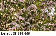 Южный Урал. Цветущая яблоня Недзвецкого. Southern Urals. Blooming apple tree Nedzvetskogo (Malus niedzwetzkyana). Стоковое видео, видеограф Евгений Романов / Фотобанк Лори