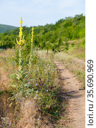 Tall yellow flower grow near rural road on a sunny day. Стоковое фото, фотограф EugeneSergeev / Фотобанк Лори
