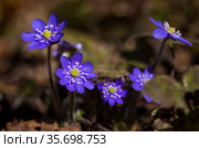 Весенний первоцвет - Печеночница благородная. Стоковое фото, фотограф Наталия Валерьевна Потапова / Фотобанк Лори