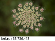 Flora of Gran Canaria - Daucus carota, wild carrot white flowers natural macro floral background. Стоковое фото, фотограф Tamara Kulikova / Фотобанк Лори