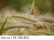Flora of Gran Canaria - Hordeum murinum, wall barley, natural macro floral background. Стоковое фото, фотограф Tamara Kulikova / Фотобанк Лори