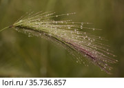 Flora of Gran Canaria - Hordeum murinum, wall barley, natural macro floral background. Стоковое фото, фотограф Tamara Kulikova / Фотобанк Лори