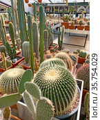 Эхинокактус Грузона (Echinocactus grusonii). Суккулентная оранжерея Ботанического сада МГУ имени М.В. Ломоносова «Аптекарский огород», Москва (2021 год). Редакционное фото, фотограф Мария Кылосова / Фотобанк Лори