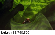 Red and white Anthony's poison arrow frog. Стоковое видео, видеограф Данил Руденко / Фотобанк Лори