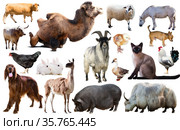 collection farm animals. Стоковое фото, фотограф Яков Филимонов / Фотобанк Лори