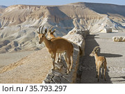 Young Nubian ibex, (Capra nubiana sinaitica) in Sde Boker, kibbutz in Negev desert of southern Israel. Hot summer day (2019 год). Стоковое фото, фотограф Валерия Попова / Фотобанк Лори