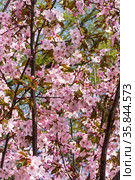 Цветущая сакура (ботаническое название - вишня мелкопильчатая, или prunus sargentii).  Аптекарский Огород (филиал ботанического сада МГУ), Москва. Стоковое фото, фотограф Сергей Рыбин / Фотобанк Лори