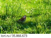Дрозд-рябинник (turdus pilaris) в траве. Солнечный день в конце апреля. Стоковое фото, фотограф Сергей Рыбин / Фотобанк Лори