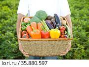 Vegetables. Стоковое фото, агентство Ingram Publishing / Фотобанк Лори