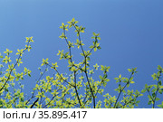H-05-068. Стоковое фото, агентство Ingram Publishing / Фотобанк Лори