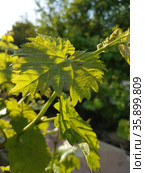 Grapevine in spring. Стоковое фото, фотограф Марина Володько / Фотобанк Лори