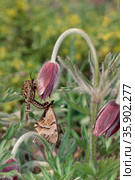 insect. Стоковое фото, агентство Ingram Publishing / Фотобанк Лори