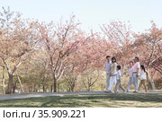 Multi-generational family taking a walk amongst the cherry trees in a park in springtime, Beijing. Стоковое фото, агентство Ingram Publishing / Фотобанк Лори