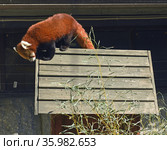 Red panda (Ailurus fulgens) on roof of his house in Moscow zoo (2021 год). Редакционное фото, фотограф Валерия Попова / Фотобанк Лори