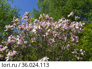 Цветущая звездчатая магнолия  (magnolia stellata). "Аптекарский огород", филиал ботанического сада МГУ, Москва. Стоковое фото, фотограф Сергей Рыбин / Фотобанк Лори