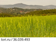 A field with ripening green wheat in the mountains. Стоковое фото, фотограф Татьяна Ляпи / Фотобанк Лори