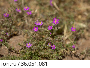 Flora of Gran Canaria - Spergularia fimbriata, fringed sandspurry, natural macro floral background. Стоковое фото, фотограф Tamara Kulikova / Фотобанк Лори