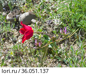 Тюльпан Шренка (лат. Tulipa suaveolens) на каменистом глинистом горном склоне. В России этот вид тюльпанов занесен в Красную книгу. Мыс Меганом, Крым, конец апреля (2021 год). Стоковое фото, фотограф Сергей Рыбин / Фотобанк Лори