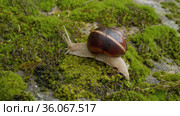 Виноградная улитка, или эскарго (Helix pomatia), ползёт по мху. Edible snail or escargot (Helix pomatia) crawls on the moss. Стоковое видео, видеограф Евгений Романов / Фотобанк Лори