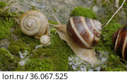 Группа виноградных улиток, или эскарго (Helix pomatia), на камне. Group of Edible snails or escargot (Helix pomatia) on a rock. Стоковое видео, видеограф Евгений Романов / Фотобанк Лори