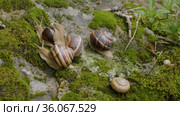 Группа виноградных улиток, или эскарго (Helix pomatia), на камне. Group of Edible snails or escargot (Helix pomatia) on a rock. Стоковое видео, видеограф Евгений Романов / Фотобанк Лори