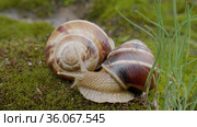Виноградная улитка, или эскарго (Helix pomatia), ползёт по мху. Edible snail or escargot (Helix pomatia) crawls on the moss. Стоковое видео, видеограф Евгений Романов / Фотобанк Лори
