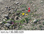 Тюльпан Шренка (лат. Tulipa suaveolens) на каменистом глинистом горном склоне. В России этот вид тюльпанов занесен в Красную Книгу. Мыс Меганом, Крым, конец апреля. (2021 год). Стоковое фото, фотограф Сергей Рыбин / Фотобанк Лори