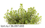 Thymus citriodorus AKA lemon thyme, isolated on white background. Стоковое фото, фотограф Tamara Kulikova / Фотобанк Лори