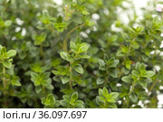 Thymus citriodorus AKA lemon thyme, isolated on white background. Стоковое фото, фотограф Tamara Kulikova / Фотобанк Лори