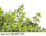 Thymus citriodorus AKA lemon thyme, isolated on white background. Стоковое фото, фотограф Tamara Kulikova / Фотобанк Лори