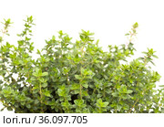 Thymus citriodorus AKA lemon thyme, isolated on white background. Стоковое фото, фотограф Tamara Kulikova / Фотобанк Лори