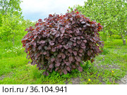 Лещина обыкновенная, форма пурпурная (Corylus avellana (L.) H.Karst. f. Purpurea), общий вид. Весенний сад. Стоковое фото, фотограф Ирина Борсученко / Фотобанк Лори