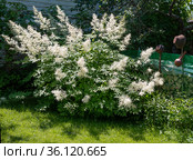 Цветёт куст волжанки (Арункус  лат. aruncus dioicus) Стоковое фото, фотограф Галина Савина / Фотобанк Лори